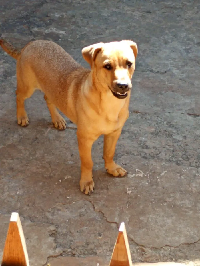 Cachorro raça SRD-ViraLata idade 7 a 11 meses nome alegrin