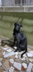 Pingo