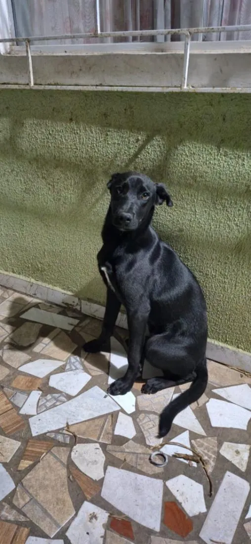 Cachorro raça SRD-ViraLata idade 1 ano nome Pingo