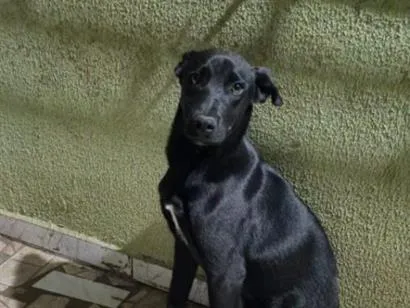 Cachorro raça SRD-ViraLata idade 1 ano nome Pingo
