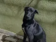 Pingo