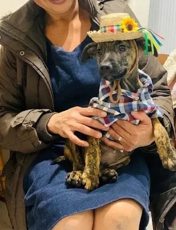 Cachorro raça SRD-ViraLata idade Abaixo de 2 meses nome TIM TIM 