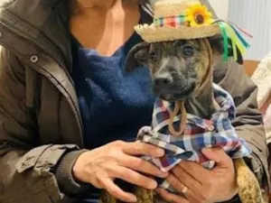 Cachorro raça SRD-ViraLata idade Abaixo de 2 meses nome TIM TIM 
