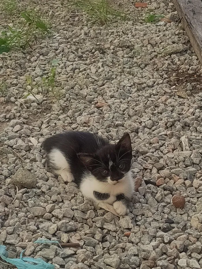 Gato raça SRD-ViraLata idade 2 a 6 meses nome Cloe