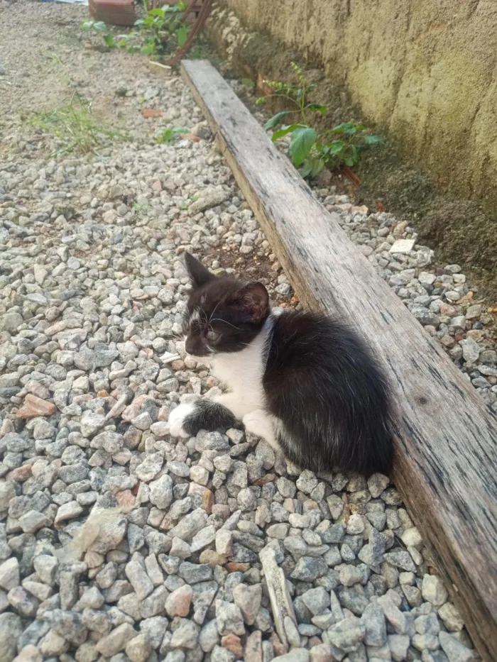 Gato raça SRD-ViraLata idade 2 a 6 meses nome Cloe