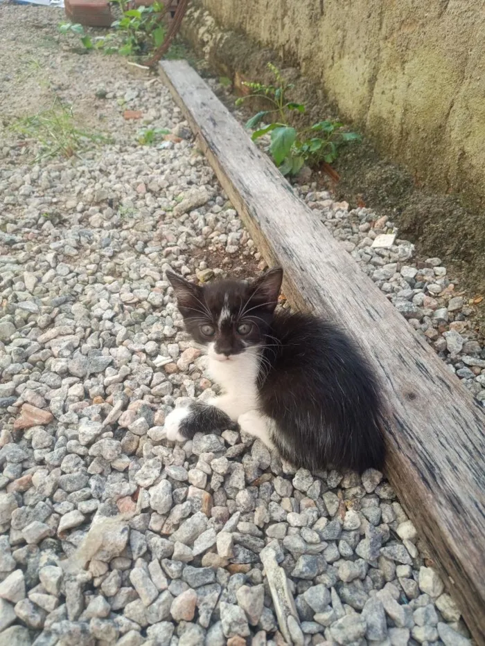 Gato raça SRD-ViraLata idade 2 a 6 meses nome Cloe