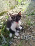 Cloe
