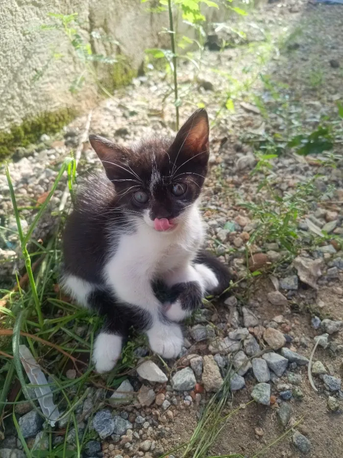 Gato raça SRD-ViraLata idade 2 a 6 meses nome Cloe