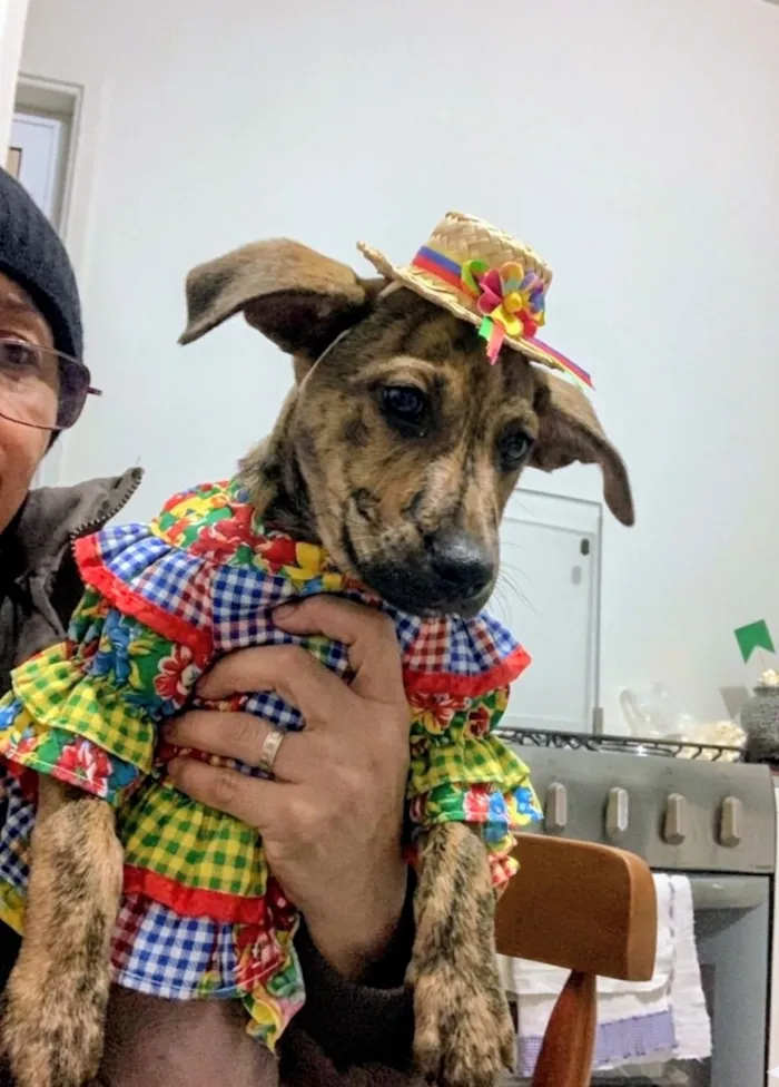 Cachorro raça SRD-ViraLata idade Abaixo de 2 meses nome Cacau