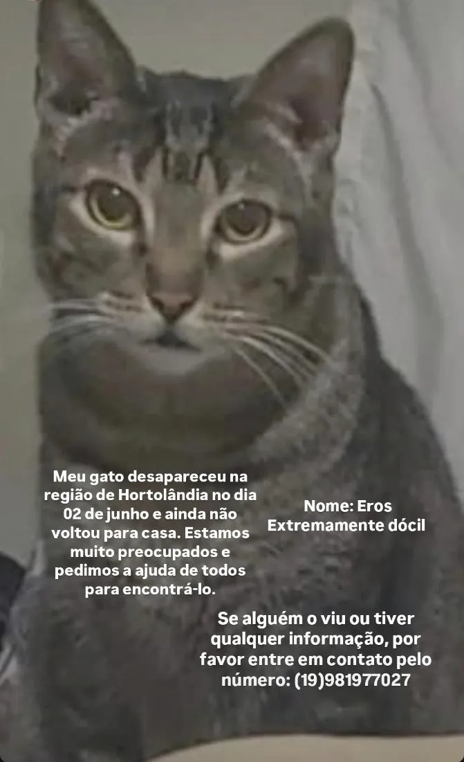Gato raça SRD-ViraLata idade 5 anos nome Eros