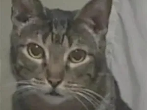 Gato raça SRD-ViraLata idade 5 anos nome Eros