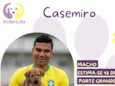 Casemiro