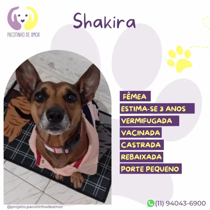Cachorro raça SRD-ViraLata idade 3 anos nome Shakira