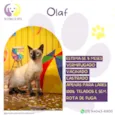Olaf