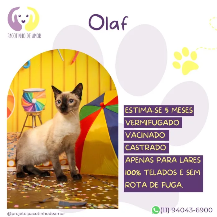 Gato raça Siamês idade 2 a 6 meses nome Olaf