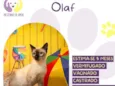 Olaf