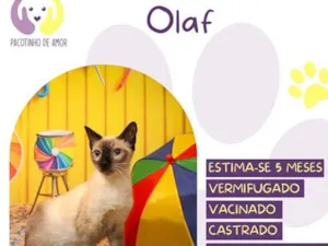 Gato raça Siamês idade 2 a 6 meses nome Olaf