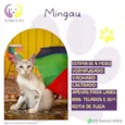 Mingau