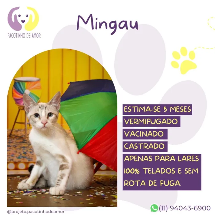 Gato raça SRD-ViraLata idade 2 a 6 meses nome Mingau