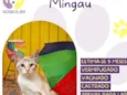 Mingau