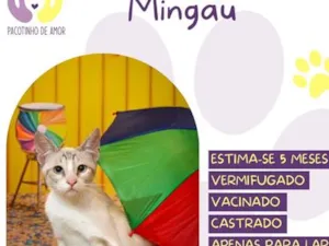 Gato raça SRD-ViraLata idade 2 a 6 meses nome Mingau