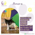 Amora