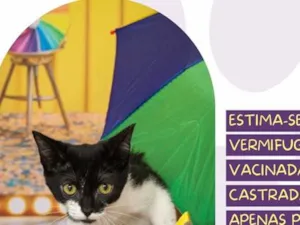 Gato raça SRD-ViraLata idade 2 a 6 meses nome Amora