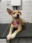 Sammy