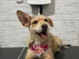 Sammy