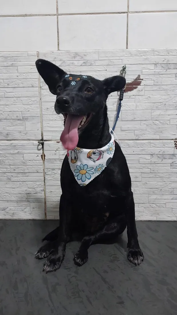 Cachorro raça SRD-ViraLata idade 1 ano nome Sandy 