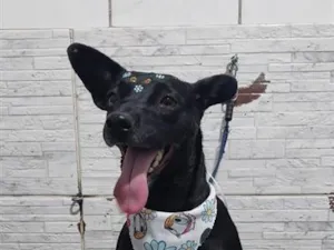 Cachorro raça SRD-ViraLata idade 1 ano nome Sandy 