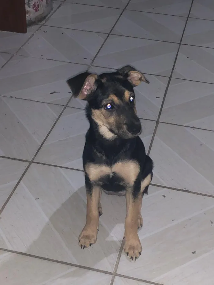 Cachorro raça SRD-ViraLata idade 2 a 6 meses nome Flora