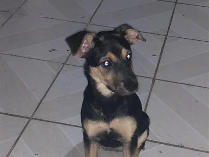 Cachorro raça SRD-ViraLata idade 2 a 6 meses nome Flora