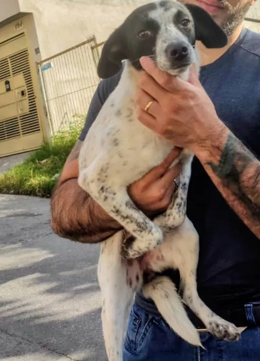 Cachorro raça SRD-ViraLata idade 1 ano nome Gigi 