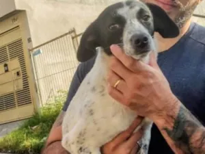 Cachorro raça SRD-ViraLata idade 1 ano nome Gigi 