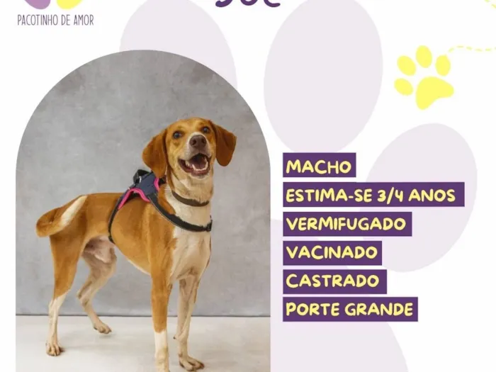 Cachorro raça SRD-ViraLata idade 3 anos nome Joe
