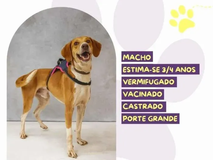 Cachorro raça SRD-ViraLata idade 3 anos nome joe