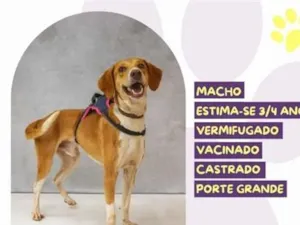 Cachorro raça SRD-ViraLata idade 3 anos nome joe