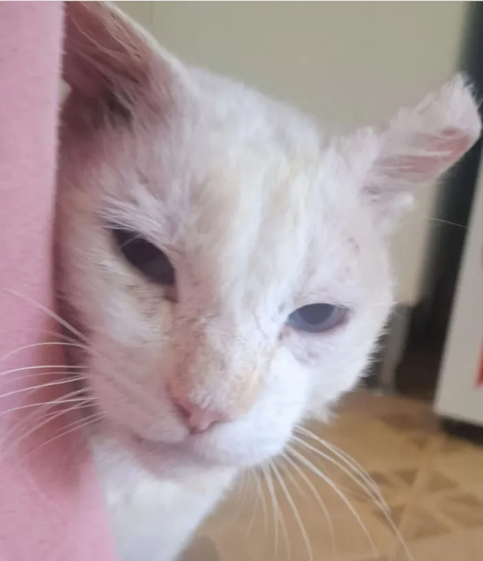 Gato raça SRD-ViraLata idade 1 ano nome Ninho 