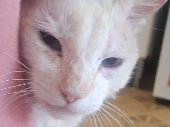 Gato raça SRD-ViraLata idade 1 ano nome Ninho 