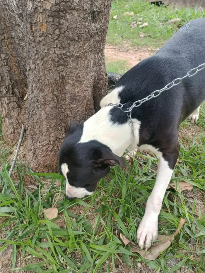 Cachorro raça Pit-Bull idade 2 a 6 meses nome Thanos
