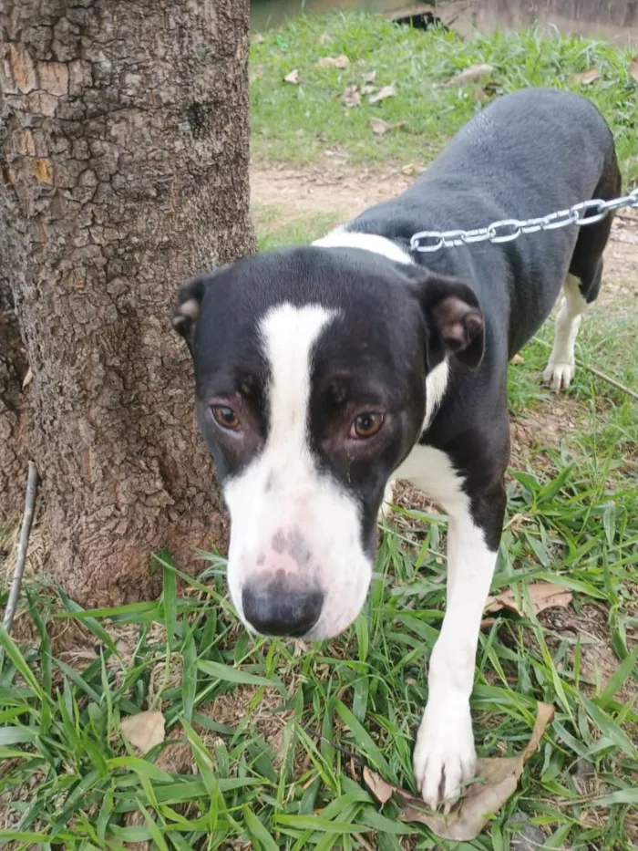 Cachorro raça Pit-Bull idade 2 a 6 meses nome Thanos