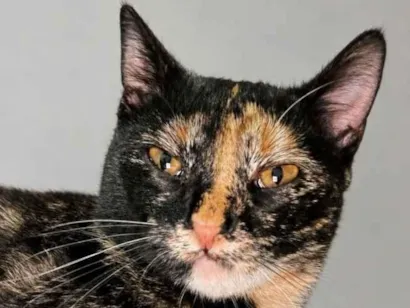 Gato raça SRD-ViraLata idade 7 a 11 meses nome Escaminha