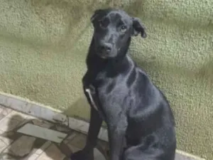 Cachorro raça SRD-ViraLata idade 1 ano nome Pingo