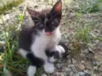 Cloe