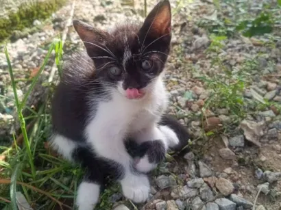 Gato raça SRD-ViraLata idade 2 a 6 meses nome Cloe
