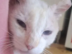 Gato raça SRD-ViraLata idade 1 ano nome Ninho 