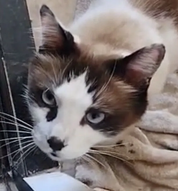 Gato raça SRD-ViraLata idade 7 a 11 meses nome Sushi 