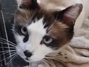 Gato raça SRD-ViraLata idade 7 a 11 meses nome Sushi 