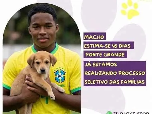 Cachorro raça SRD-ViraLata idade Abaixo de 2 meses nome Endrick